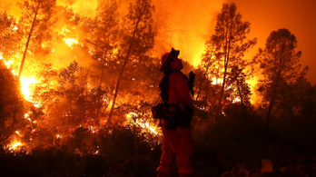 Kalifornia legnagyobb erdőtüzét darazsak okozták, na meg egy rájuk allergiás ember