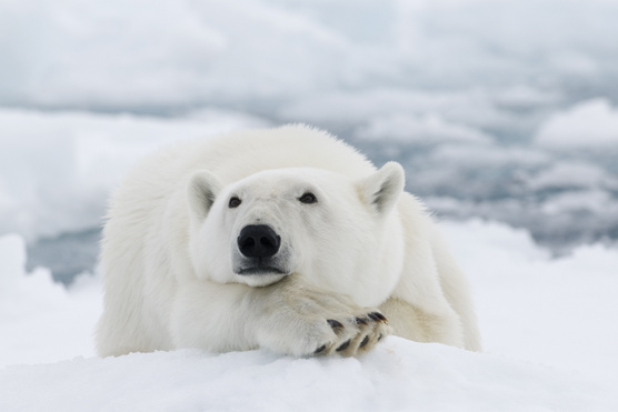 Jegesmedvék forradalmasíthatják a hőszigetelést