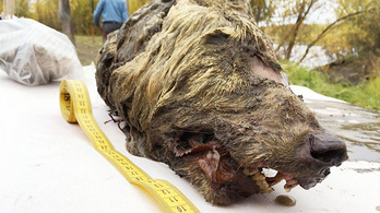 40 ezer éves levágott farkasfejet találtak Szibériában