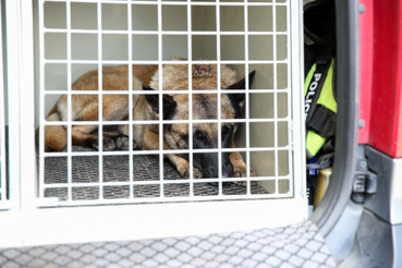 Körte, a drogkereső kutya második otthonaként tekint a kutyaszállító ketrecre – beszállás után szinte azonnal kényelembe helyezi magát
