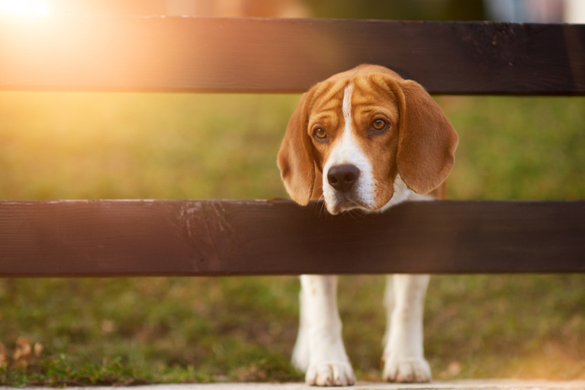 Életveszélyes szúnyogcsípés terjed: a kutyák mellett az ember sincs biztonságban