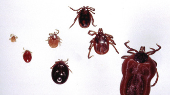 Tévhitek nehezítik a Lyme-kór elleni védekezést