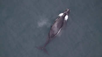 Először sikerült felvenni, milyen dallal csajozik a világ legritkább bálnája