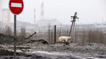 Nem eltévedt az orosz iparvárosban bóklászó jegesmedve, hanem eleve fogságban nevelhették fel