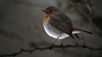 A zajszennyezés romba dönti a madarak szerelmi életét