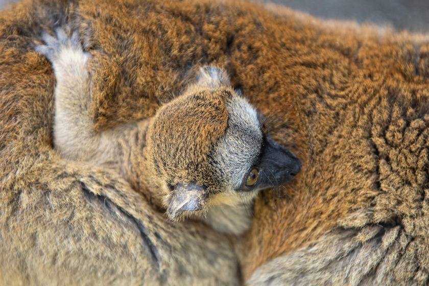 Tündéri szőrmók született a Nyíregyházi Állatparkban: az apró makitól elolvadsz