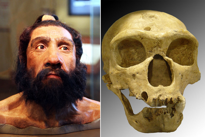 Érdekes elmélet a Neander-völgyiek kihalásáról: lehet, hogy a tömeges terméketlenség okozta