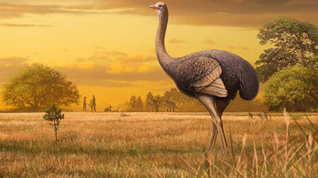 A struccnál háromszor nagyobb madár élt egykoron Európában