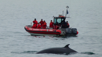 17 év után idén először nem tartják meg a bálnavadászatot Izlandon