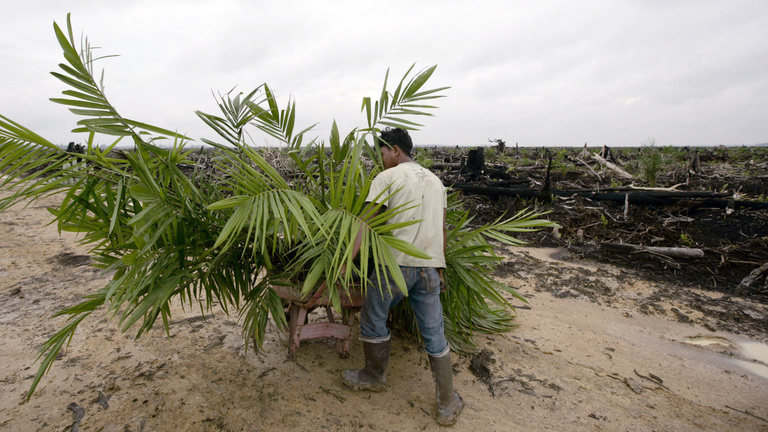 Indonézia egyre jobban önti magából a pálmaolajat