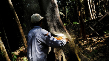Hatvan százalékkal több esőerdőt vágtak ki eddig idén Brazíliában
