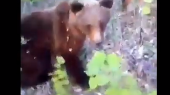 Addig videózta egy férfi a medvét az erdőben, amíg az rátámadt