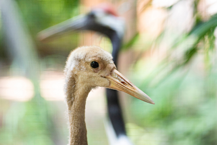 Nagyon kevés él belőle a világon: veszélyeztetett madár kelt ki a Nyíregyházi Állatparkban
