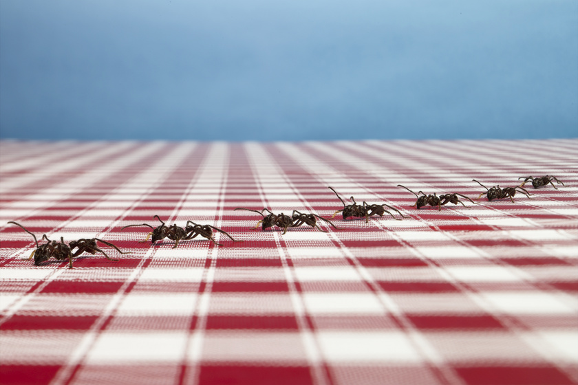 Honnan jönnek a hangyák, és hogy lehet megszabadulni tőlük? Ezt teheted az invázió ellen