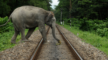 Méhzümmögéssel tartják távol Indiában az elefántokat a vasúti sínektől