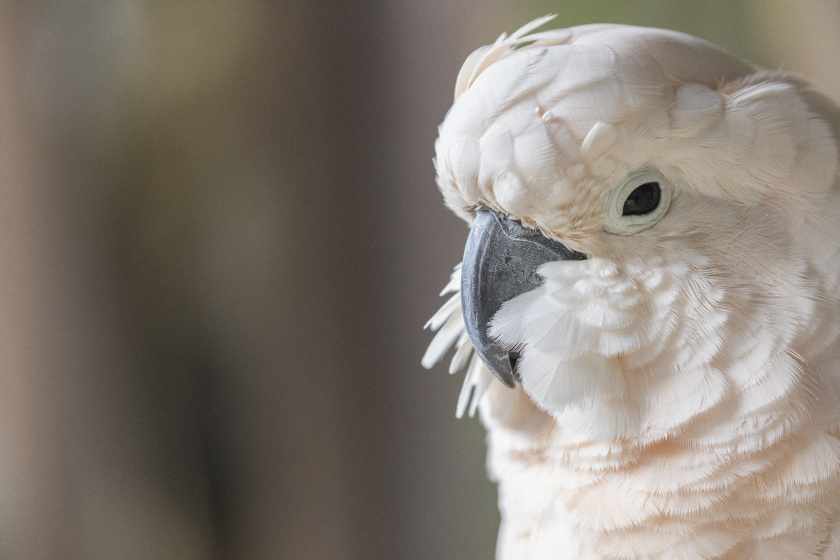 Senki sem hitte, hogy egy madár képes erre: meghökkentő felvétel terjed a neten