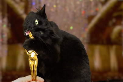 Kevés olyan film van, amiben ez a macska ne jelent volna meg - Imádja az Instagram