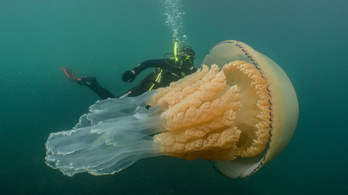 Emberméretű medúzát találtak Angliánál