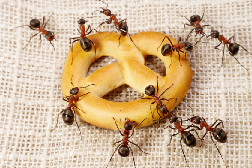 Hogy üldözd ki a hangyákat a lakásból? Bevált módszerek a kéretlen lakók ellen