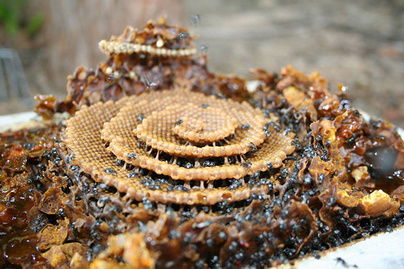 Nagyon furcsa fészket építettek a méhek: teljesen eltér a szokásos formától
