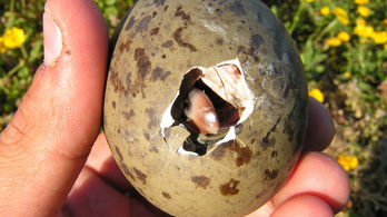 A tojásokban fejlődő madárfiókák vibrálva adják át a vészjeleket testvéreiknek
