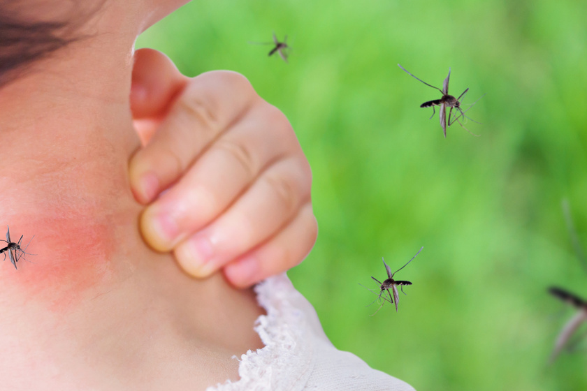 Ügyes megoldás szúnyogok ellen: nálad is van otthon a legjobb szúnyogriasztóból