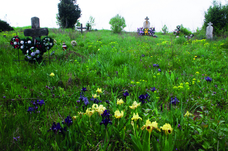 Apró nőszirom (Iris pumila) Tiszaszentimre-Újszentgyörgy temetőjében