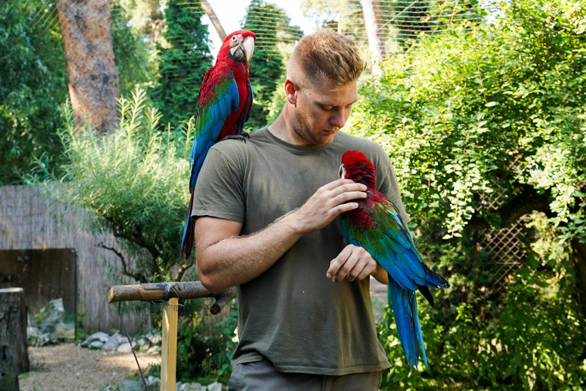 Súlyosan veszélyeztetett, gyönyörű papagájok keltek ki az állatkertben