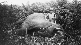 A teddy mackónak nevet adó amerikai elnök 512 állatot ölt meg egyetlen vadászat alatt