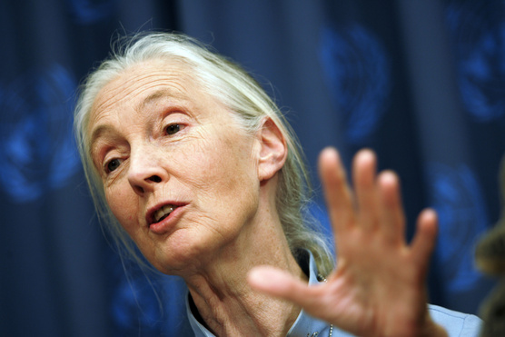 Jane Goodall és Al Gore is a Sziget Nagyszínpadán