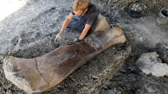 Óriási dinoszaurusz combcsontját találták meg Franciaországban