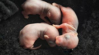 Ember-állat embriókkal indulhatnak kísérletek Japánban