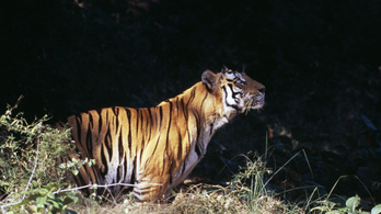 Csaknem háromezer tigris él már Indiában