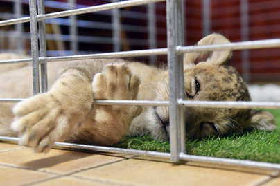 Keserves volt az oroszlánok élete: egy magyar állatotthon fordította jobbra a sorsukat