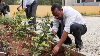 Egy nap alatt 350 millió fát ültettek Etiópiában