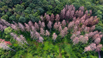 Tavaly óta 110 ezer hektár német erdő pusztult ki