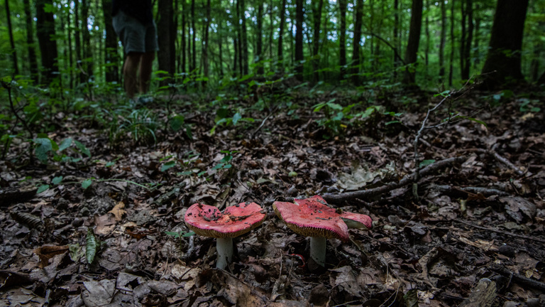 Gombákra épül a jövő a Banyaerdőben