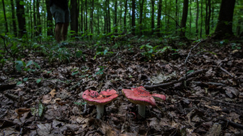 Gombákra épül a jövő a Banyaerdőben
