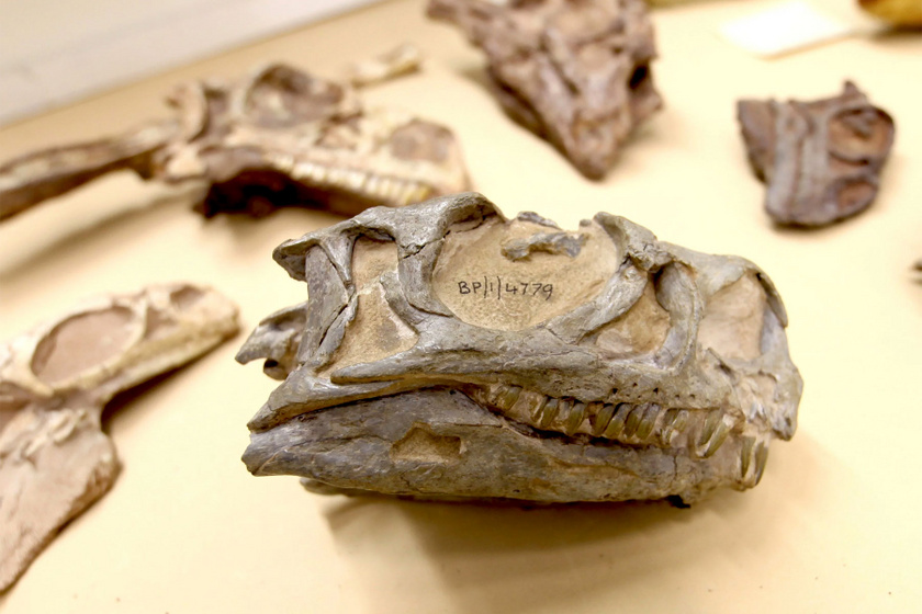40 évig valami egészen másnak hitték a kutatók a fosszíliát - Ismeretlen fajtól származik