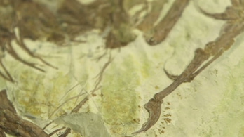 Egy méter magas óriás őspapagájt találtak
