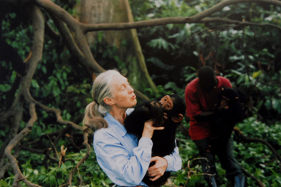 Jane Goodall a Sziget nagyszínpadán buzdít környezetvédelemre