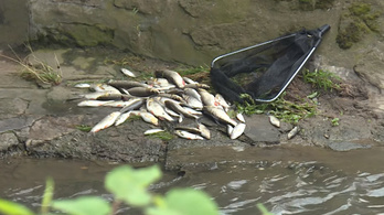 Több ezer hal pusztult el az Eger-patakban