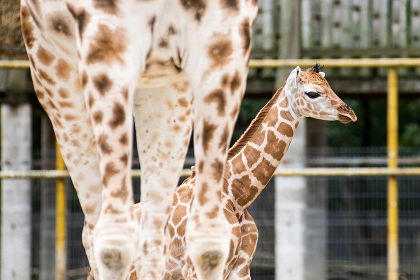 A látogatók szeme láttára indult be a szülés a Nyíregyházi Állatpark zsiráfmamájánál