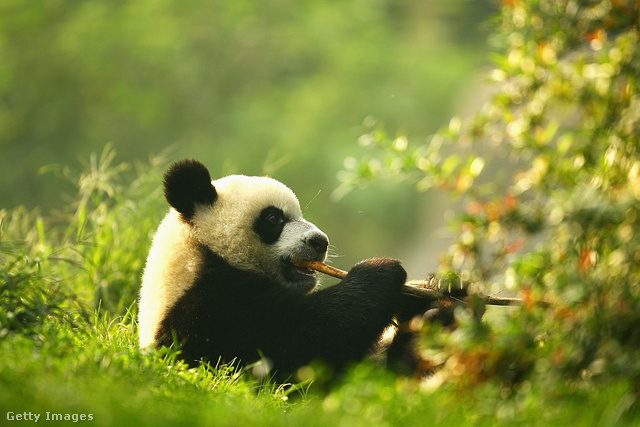 Óriáspanda Egy 2004-es kutatás szerint Kínában már csak 1600 vadon élő óriáspanda maradt, a populációt főként a bundájáért való vadászata tizedelte meg, aminek az az 1997-ig érvényben levő törvény szabott gátat, ami halálbüntetést rótt ki az elkövetőkre. 2016-ra sikerült megállítani a faj egyedszámának csökkenését, és az óriáspandát a Természetvédelmi Világszövetség védettről sebezhetővé enyhítette. 