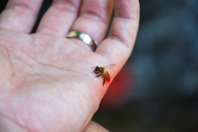 Rovarcsípés-allergia: így legyél láthatatlan a darazsak, méhek előtt