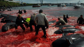 A brazil elnök egy dán bálnamészárlásról készült fotókkal vágott vissza a norvégoknak