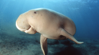Néhány napon belül két dugong is elpusztult Thaiföldön