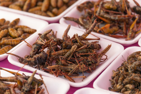 Miért is kéne nekünk rovarokat enni? Elmondjuk!