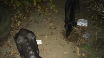 Kiéheztetett kutyák tetemei terítették be egy hernádnémeti nő udvarát