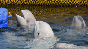 Elengedték az utolsó delfineket is az orosz cetbörtönből